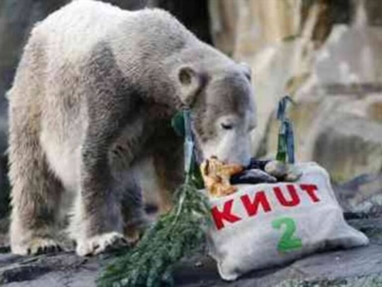 Podría haber muerto oso polar 'Knut' de una enfermedad cerebral