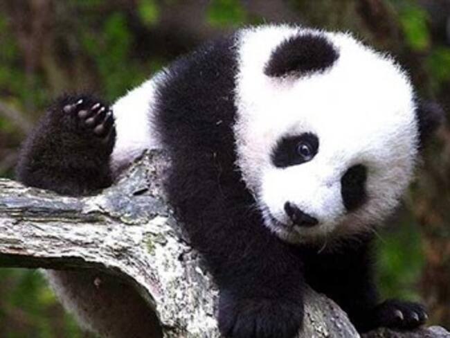 Muere primer cachorro panda nacido en cautiverio