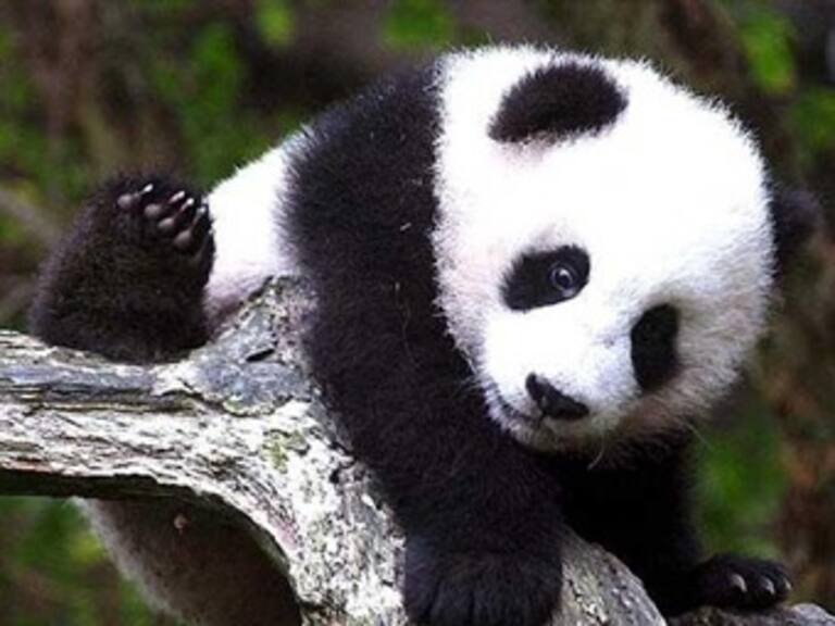 Muere primer cachorro panda nacido en cautiverio