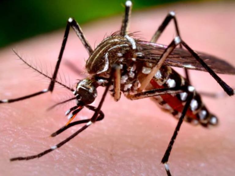 No hay registro de ausentismo por dengue entre los Industriales