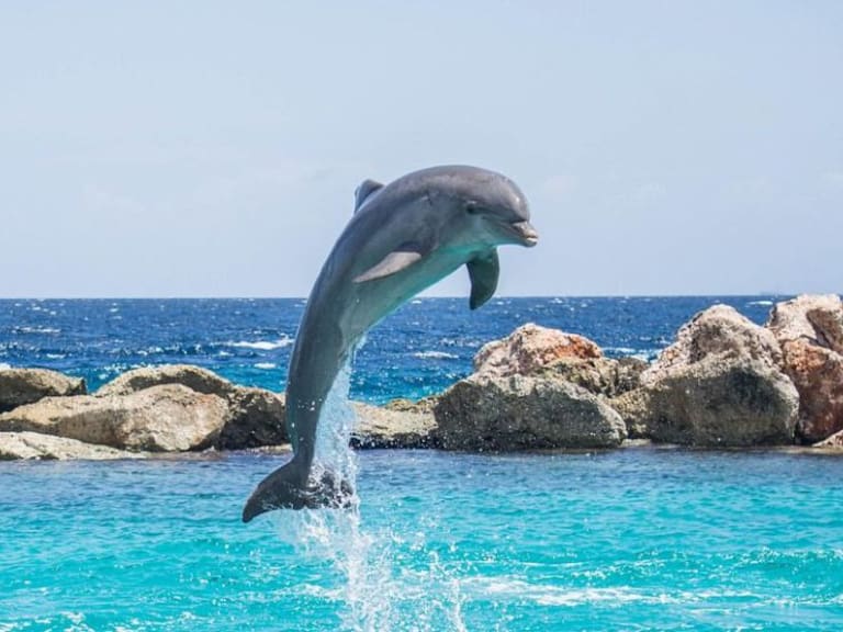 Fallece delfín en las costas de México a causa del ser humano