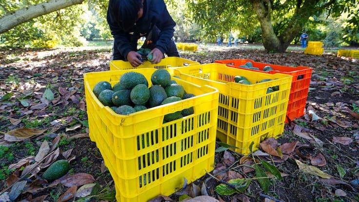Exportación de aguacate se abrió solo para municipios donde hay seguridad para supervisores de la USDA, señala productor michoacano