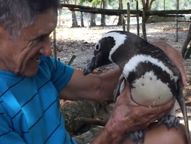 Cada año un pingüino visita al hombre que salvó su vida