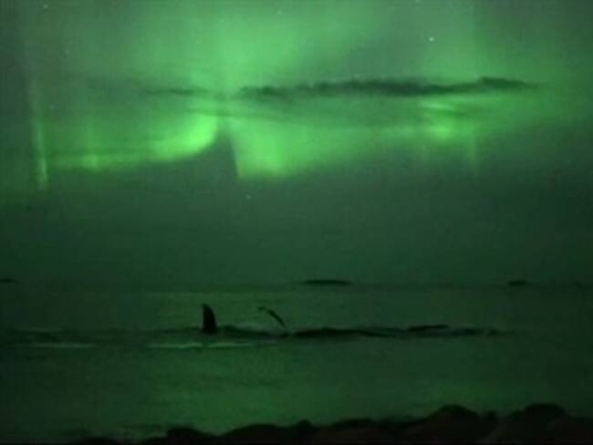 Ballenas 'bailan' bajo la aurora boreal