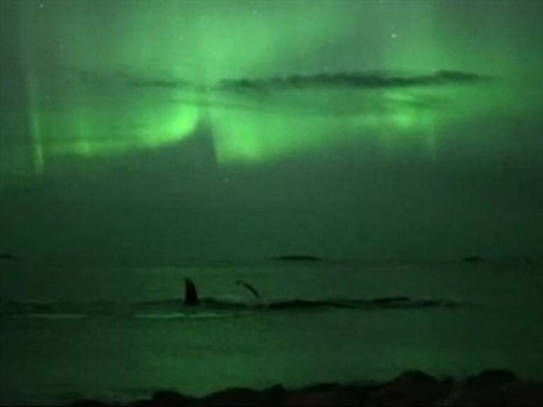 Ballenas 'bailan' bajo la aurora boreal