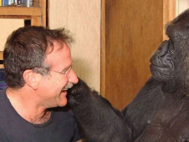 Muere la gorila Koko, dominaba lenguaje de señas y se comunicaba con humanos