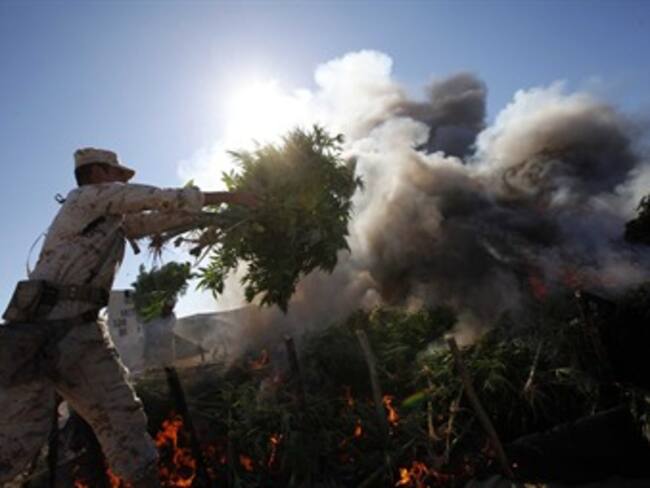 Solicita IFAI a PGR información de plantíos eliminados