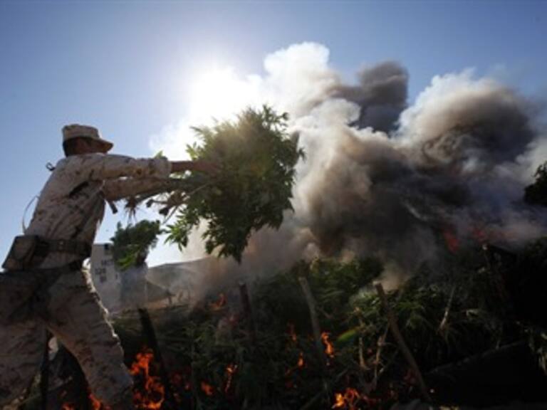 Solicita IFAI a PGR información de plantíos eliminados