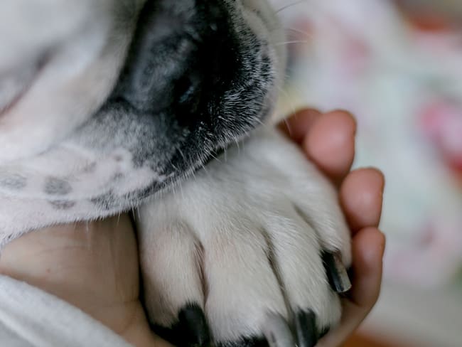 Perrita queda ciega tras infectarse con el gusano barrenador; Su caso se volvió viral