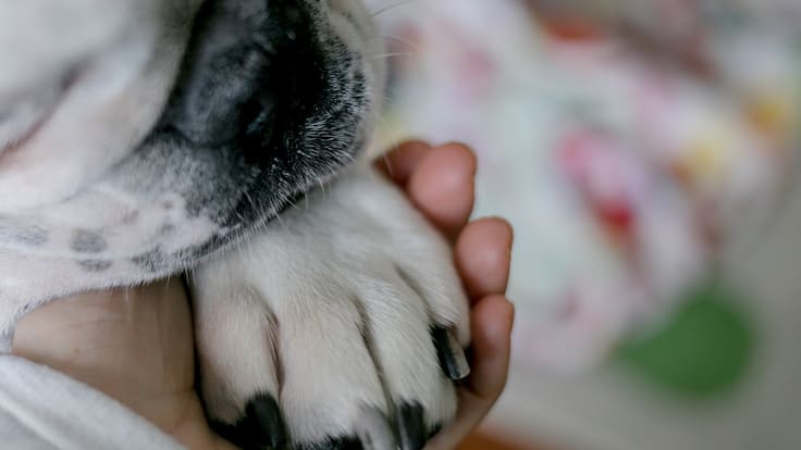 Perrita queda ciega tras infectarse con el gusano barrenador; Su caso se volvió viral