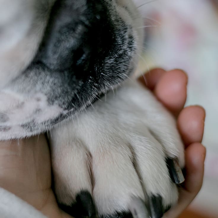 Perrita queda ciega tras infectarse con el gusano barrenador; Su caso se volvió viral