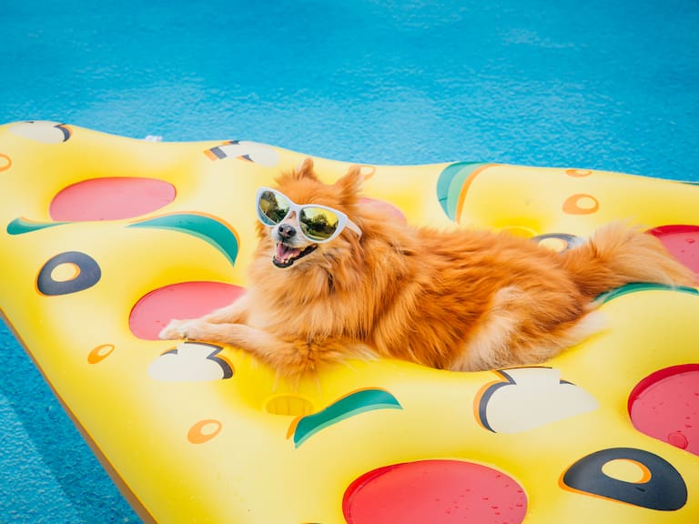 Pool Party de perritos en la CDMX con solo $50