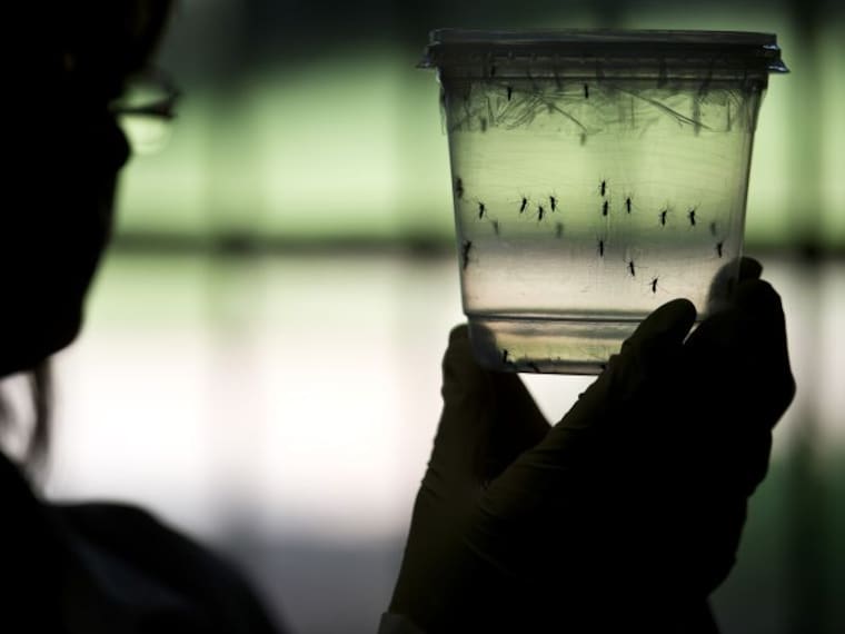Científicos desarrollan vacuna contra el Zika