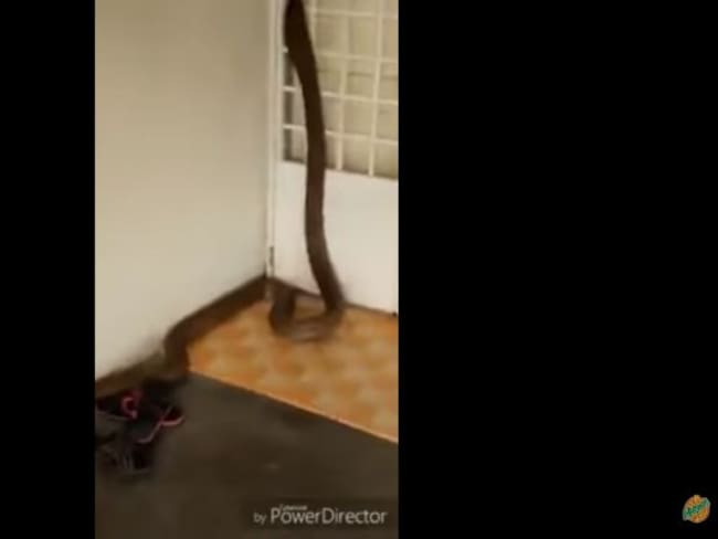 [Video] Una cobra real ingresa a una vivienda en Malasia
