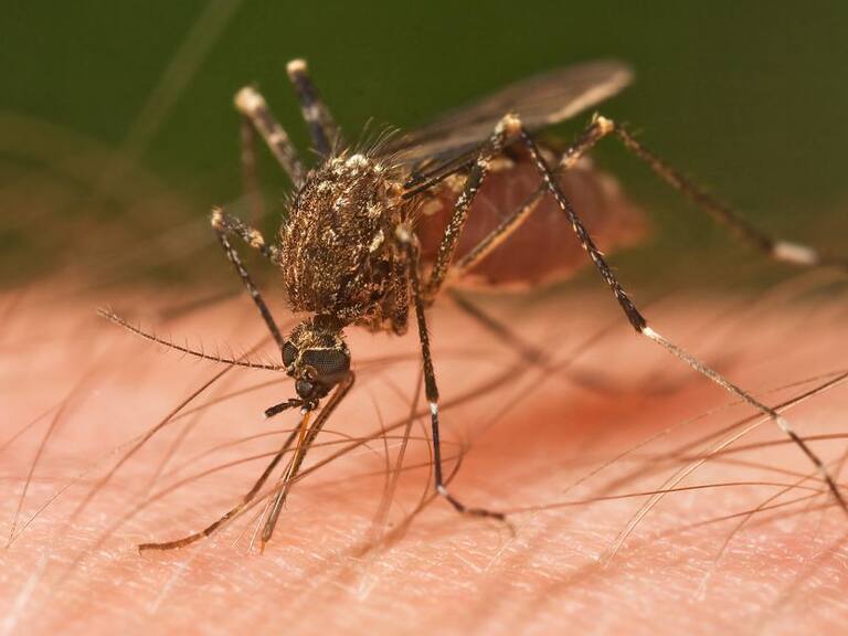 SSJ espera que el frío combata al dengue