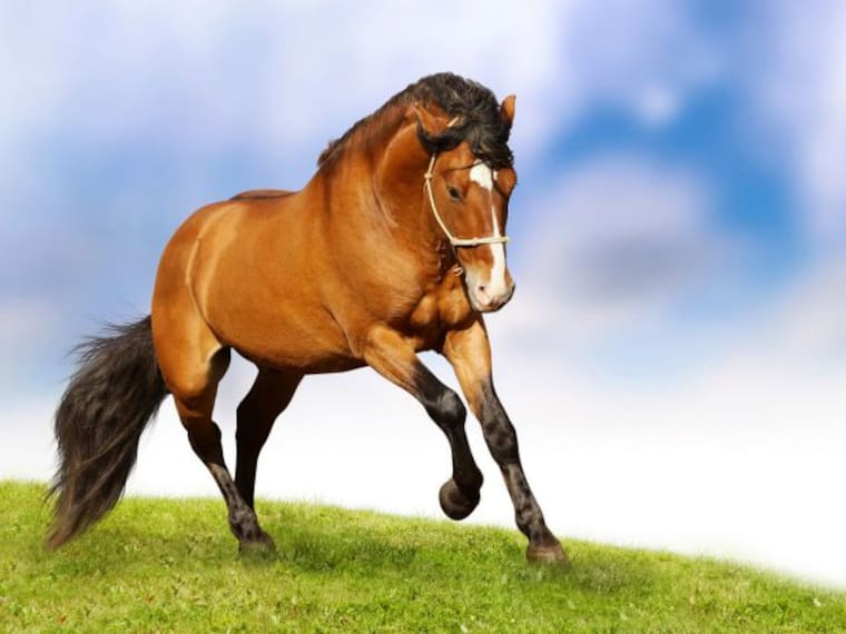 Curiosidades sobre los caballos que debes saber