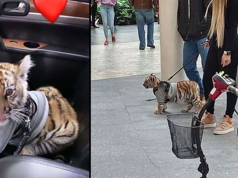 Captan a mujer paseando a un tigre cachorro en centro comercial
