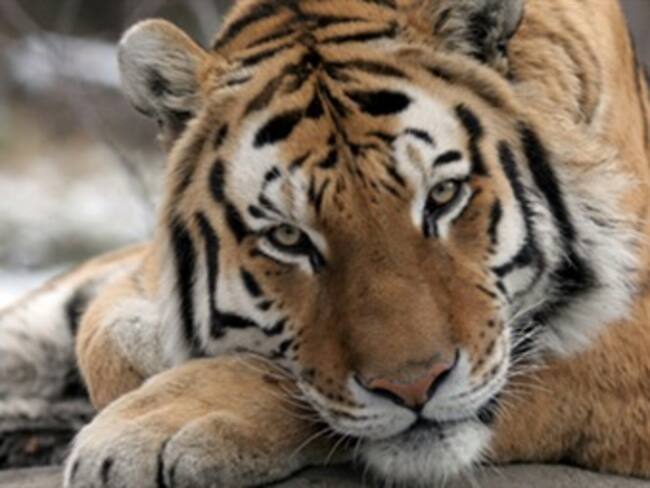 Arranca tigre brazo a empleada de zoológico de EU