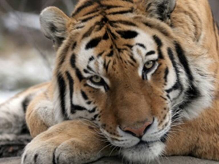 Arranca tigre brazo a empleada de zoológico de EU