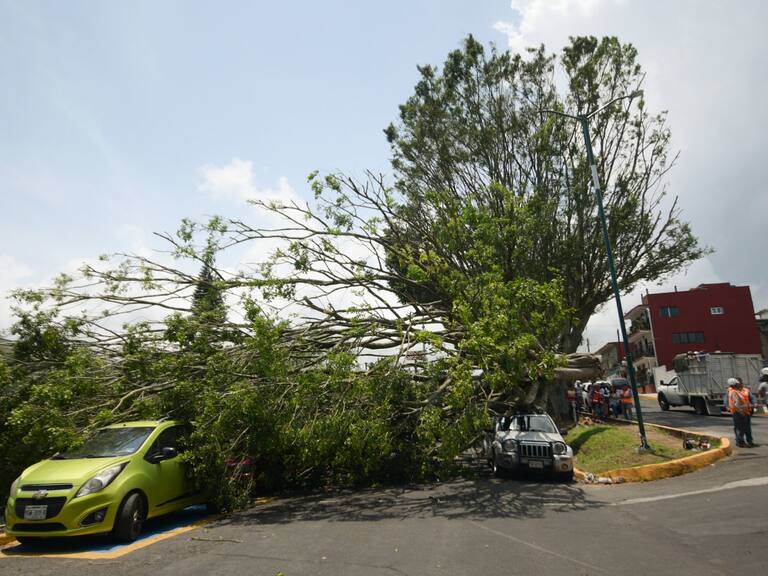 Caída de un árbol ocasionó daños a tres vehículos.