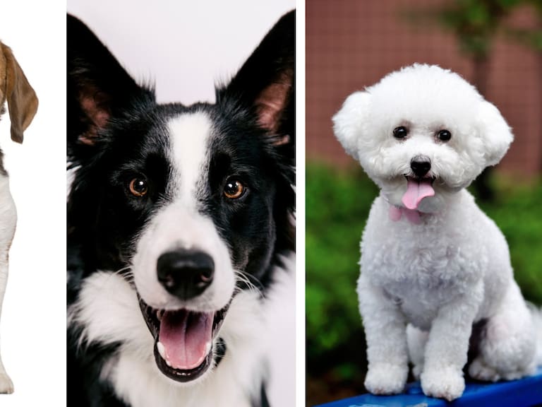 Estas son las 10 razas de perritos más saludables