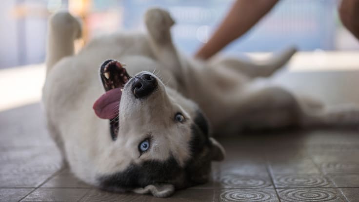 Lucas, el primer perro que recibirá pensión alimenticia tras el divorcio de sus dueños en México
