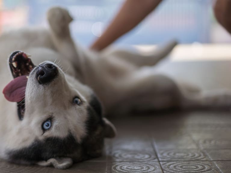 Mx - Perro Lucas, primer lomito que recibe pensión alimenticia