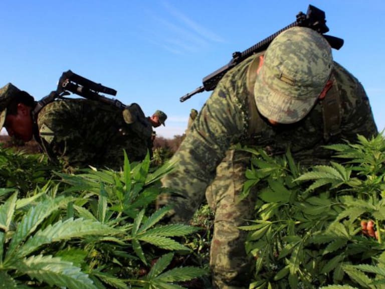 Militares aseguran plantío de marihuana en Mascota