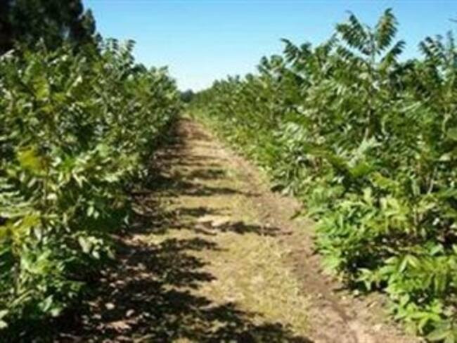 Autorizaron en Chile la primera plantación de mariguana