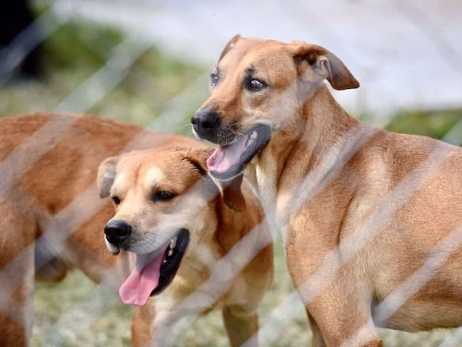 Propietaria de 158 perros denuncia robo; el gobierno de Morelos lo califica como rescate legal