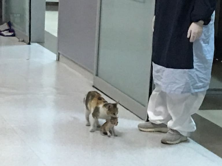 Conmueve gatita que lleva a su cría enferma a un hospital