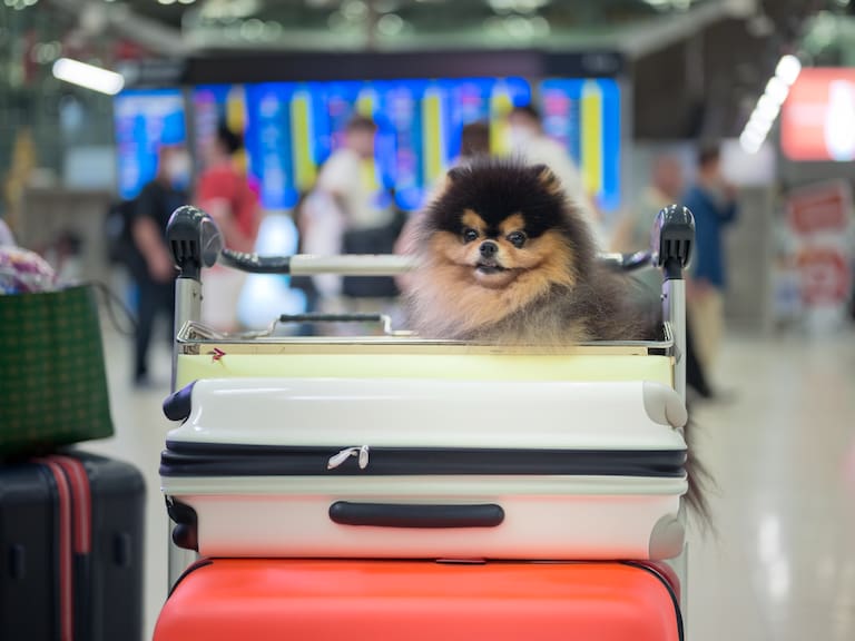 Dog mate traveler in motion of enjoy the trip of beginning fly aboard together with pet owners