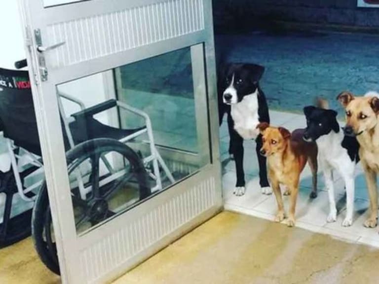 Conmueven perros que esperan a su dueño indigente afuera de un hospital