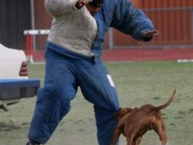 Jóvenes de Nayarit torturan a perro hasta matarlo