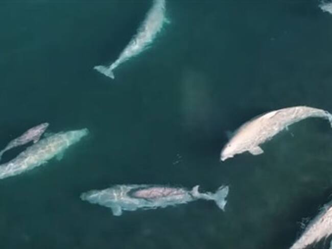 ¡Impresionante! Un drone captó a miles de belugas en aguas del ártico