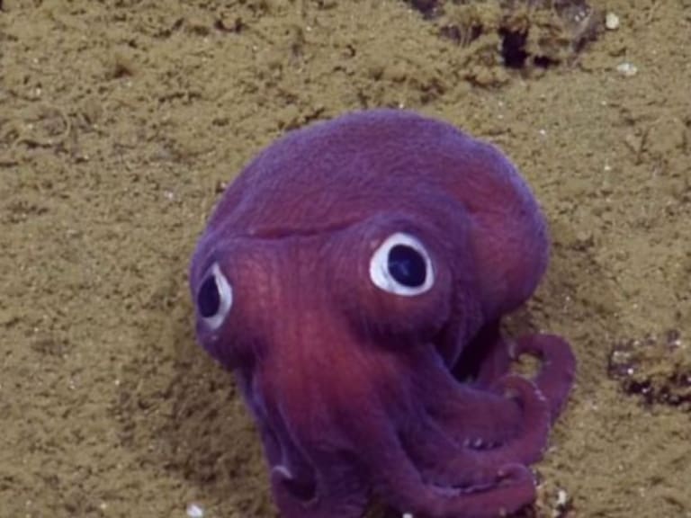 Encuentran al calamar más tierno del mundo