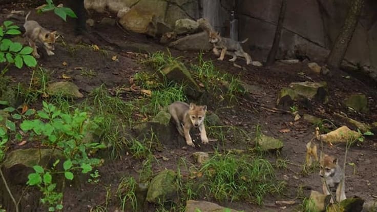 Nacen lobos mexicanos en el zoológico de Chapultepec en la CDMX
