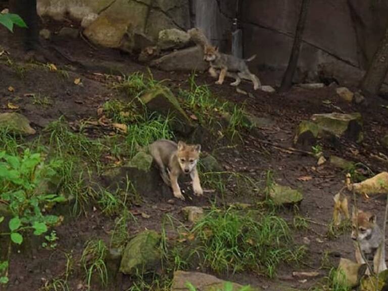 Nacen lobos mexicanos en el zoológico de Chapultepec en la CDMX