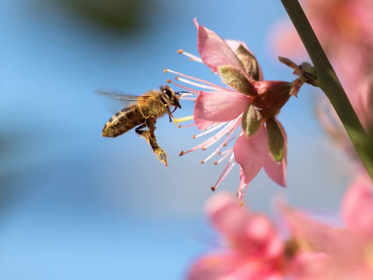 Celebrando el día mundial de las abejas