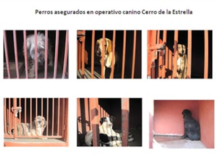 Capturan a 25 perros por agresión en Cerro de la Estrella