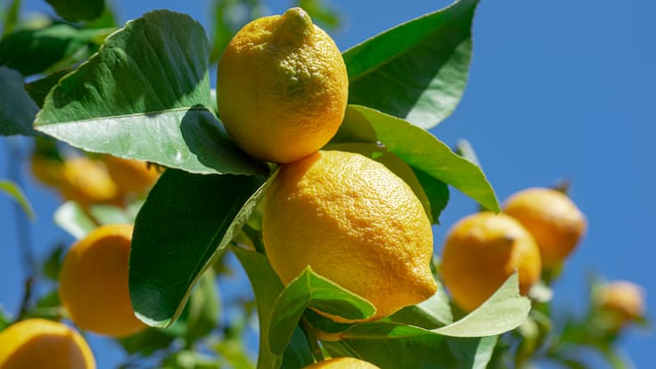 Recetas al limón para la temporada de calor 