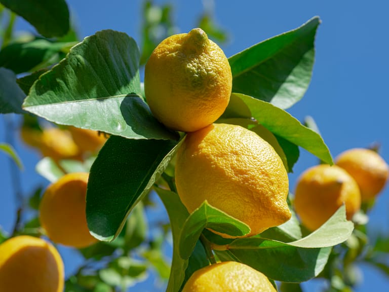 Close-Up of lemon tree
