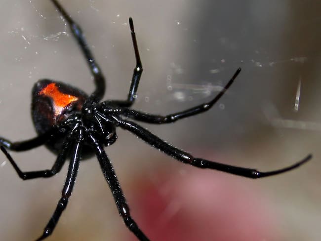¿Cómo está la niña mordida por una araña viuda negra en Hermosillo? Esto informaron los expertos