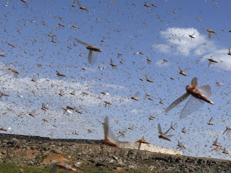 Plaga de langostas pone en alerta a estos países de Sudamérica
