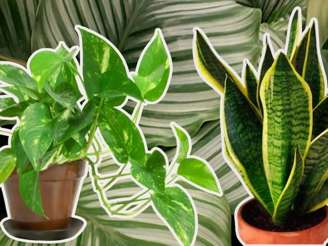 Cuatro plantas de interior que ayudan a iluminar tu casa durante el invierno
