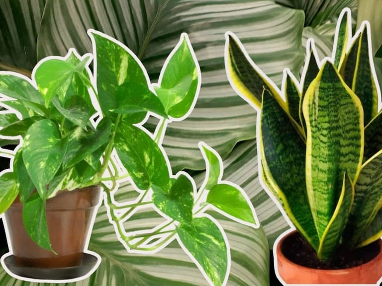 Incorporar estas plantas no solo mejora la estética del hogar, sino que ayuda a compensar la falta de luz solar en invierno. Getty Images