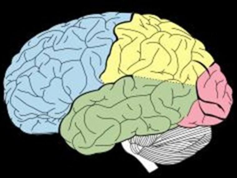 Desarrollo del cerebro. Marco Campuzano, psiquíatra