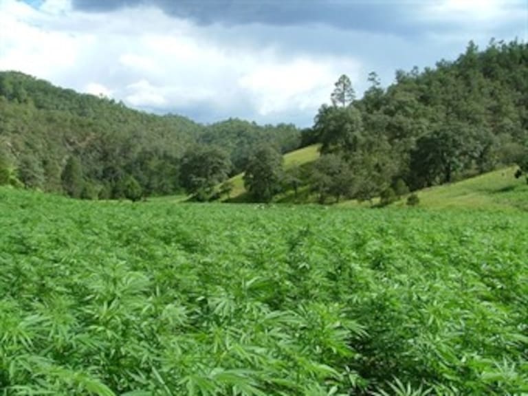 De 'El Chapo' Guzmán, megaplantío de marihuana
