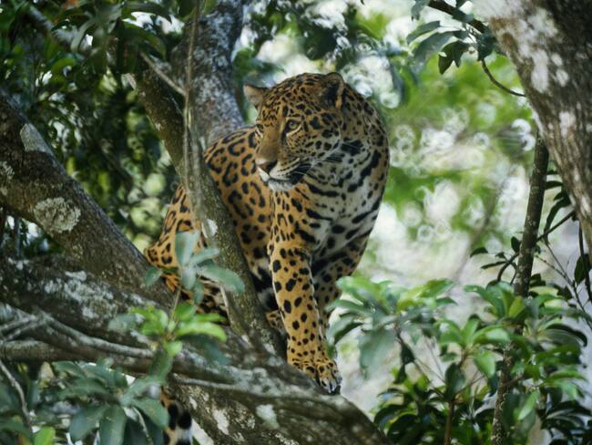 México lidera el tráfico ilegal de partes de felinos: garras, colmillos y pieles se venden en línea sin control