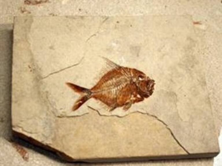 Encuentra dos nuevas especies de peces fósiles en Chiapas